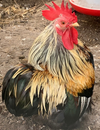 Pekin cockerel chicken