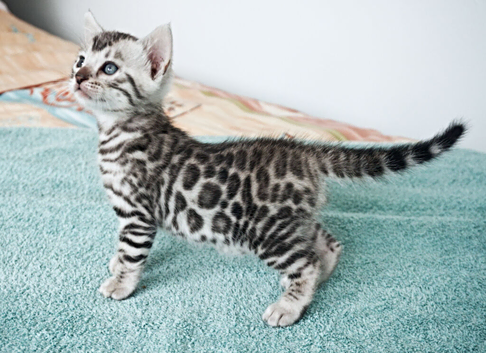 Superb Bengal Kittens