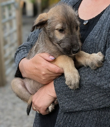 Pedigree Wolfhound puppies