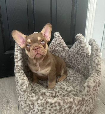 Ready 2 stunning french bulldog boys
