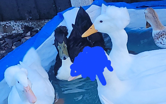 Crested ducks