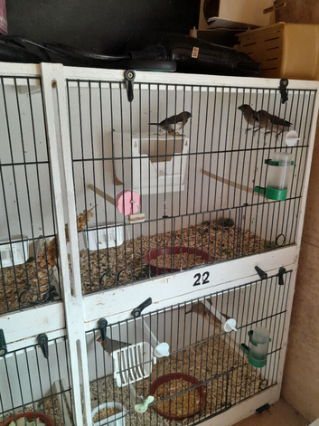 6 bengalese finches for sale