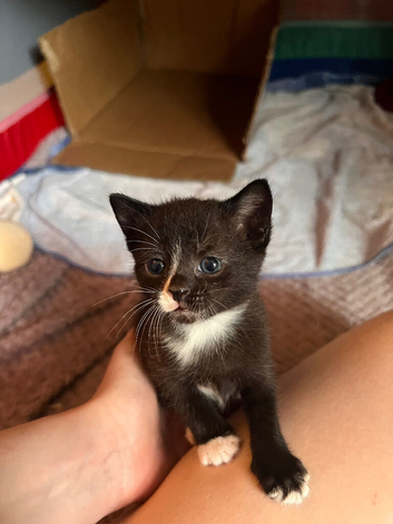 Kittens for sale