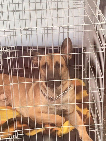 Very kind 17 month old needs a forever home.