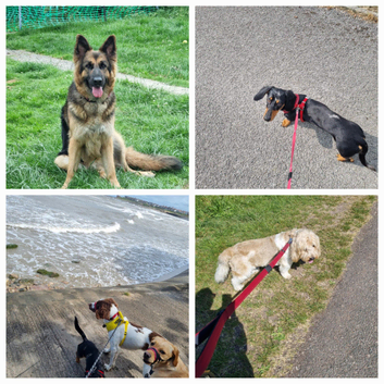 Dog walking