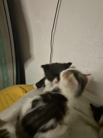 6 kittens are ready to go