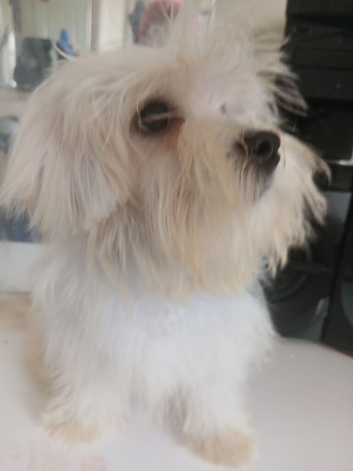 Toy Maltese puppy