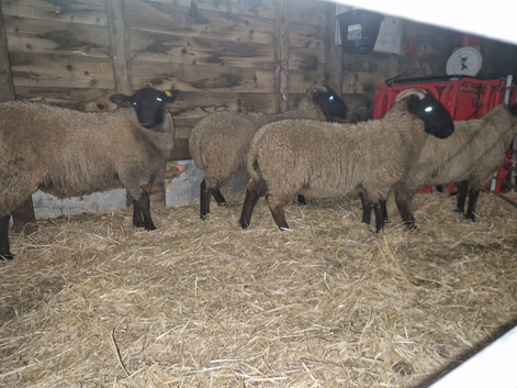 3 Suffolk weather lambs 1 Cross ewe lamb.
