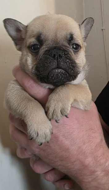 Rare breed English bull chows