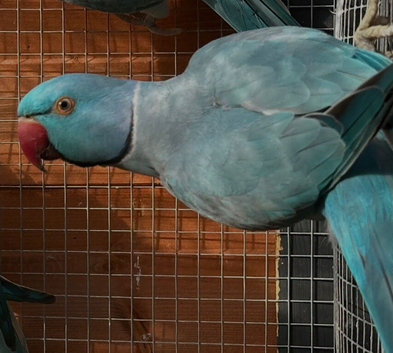Blue Male Indian Ringneck for Sale