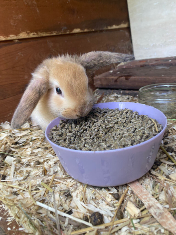 Ready to leave , looking for forever home