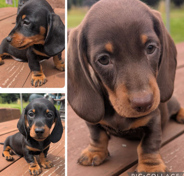 Quality KC / PRA clear Miniature Dachshund Puppies from Licensed Breeder