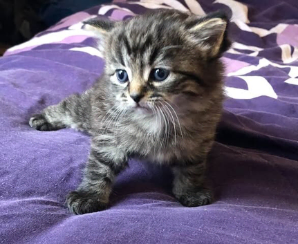 SIBERIAN X KITTEN