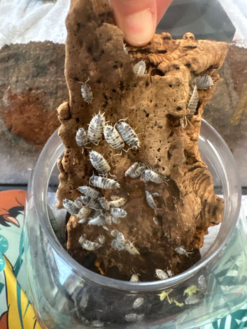 Dairy cow isopods