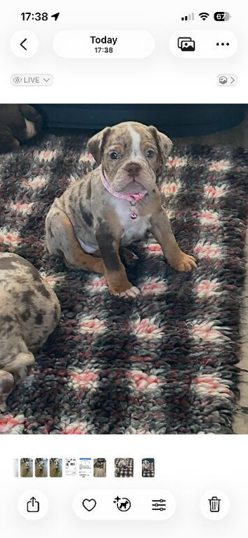 ️️READY NEXT WEEK olde English bulldogs️️