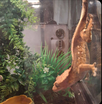 Crested geko for sale female age 3