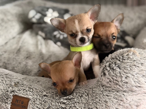 Pomchi Puppies Looking for Their Forever Homes**