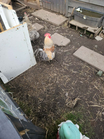 2 roosters