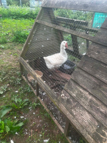 Female rare African goose