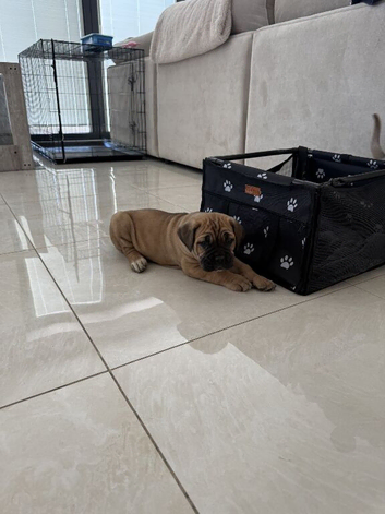 Rehoming cane corso