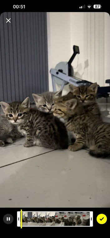 Beautiful Tabby Domestic Shorthair Kittens