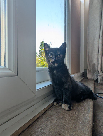 Tortie Kitten