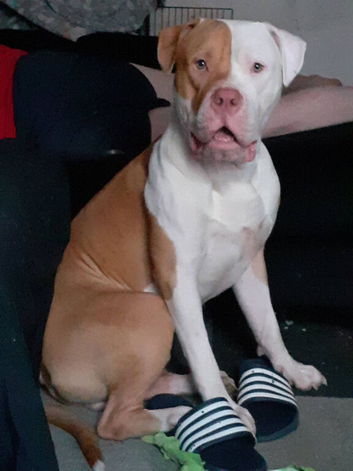 Male American bulldog