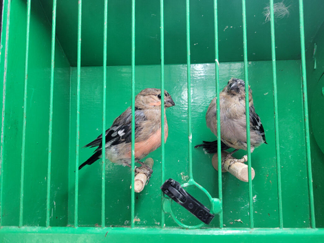 2026 pair of native bullfinches
