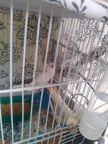 White zebra Finch's for sale