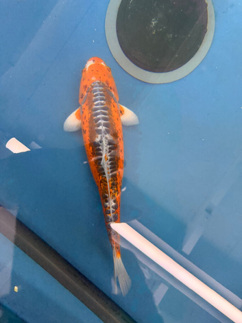 80CM KIN KIKOKURYU
