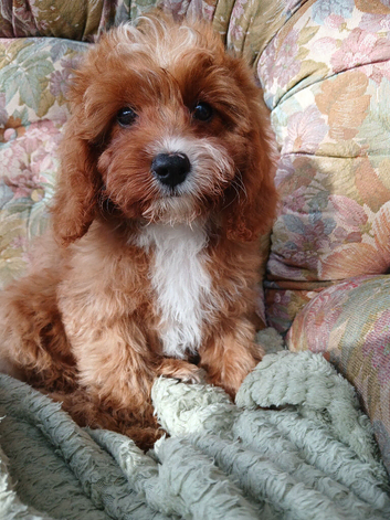 Cavapoo puppies