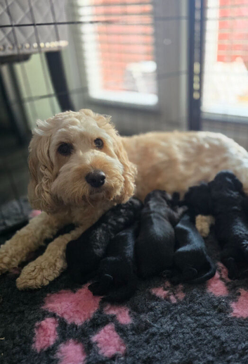 Beautiful F2 cockapoo puppies READY IN 3 WEEKS