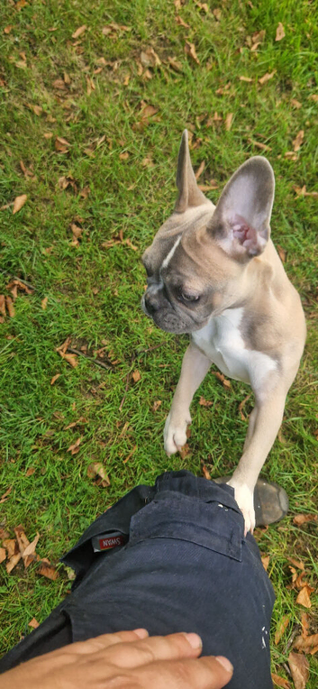 Gorgeous 6 month old frug