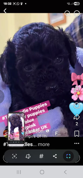 Toy poodle puppies