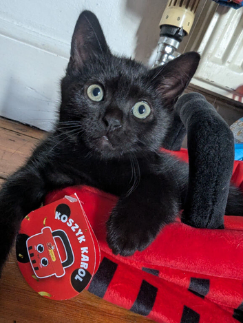 2 Adorable Kittens Looking for Their Forever Homes