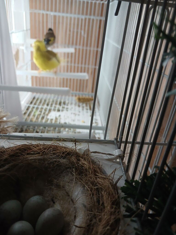 GOLDFINCH COCK AND CANARY HEN
