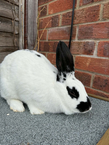 English Spot Rabbits for sale!