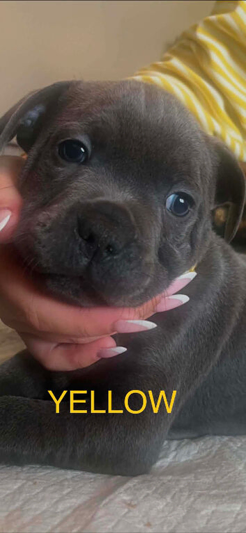 top tier pedigree staffys
