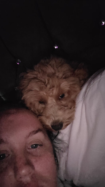 cavapoo puppy for sale