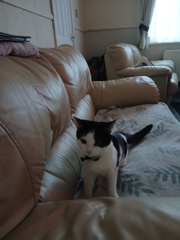 kitten