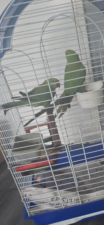 Indian ring nack parrot