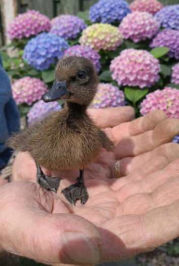 CAYUGA DUCKLINGS PURE BREED