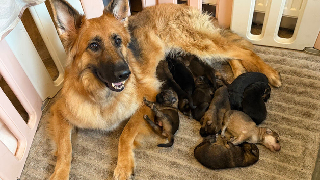 Beautiful German shepherd puppies