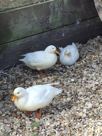 Call ducks - White - this years 2026