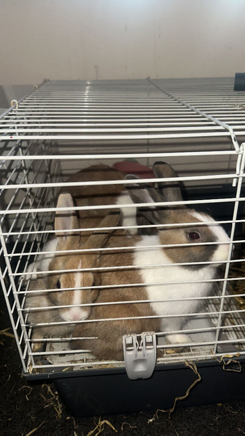Beautiful Dutch Tri-Coloured Rabbit Looking for a Loving New Home