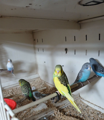 Young budgies