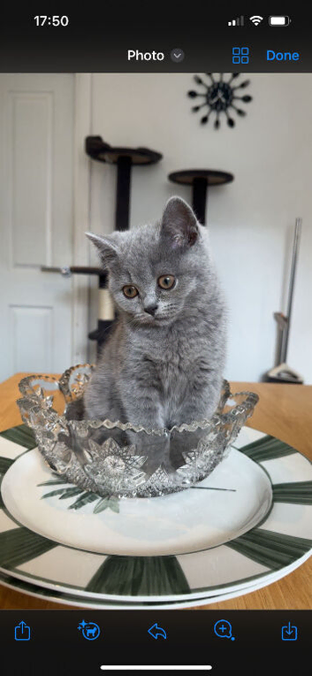 British short hair kittens