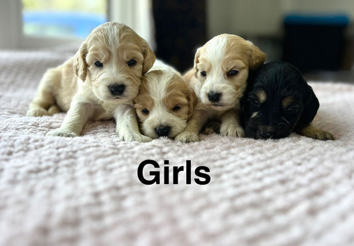 Stunning litter of cockapoo pups