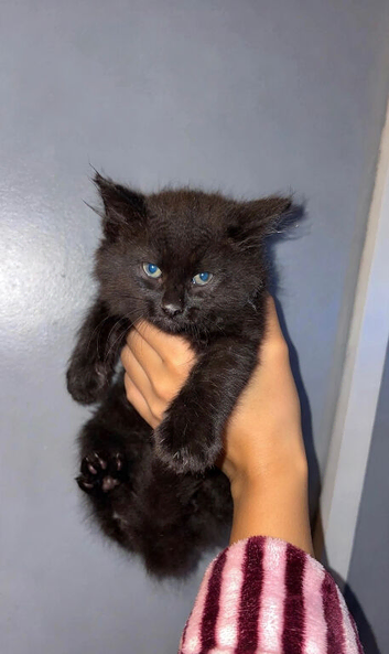 5 Maine coon kittens