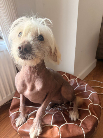 Chinese crested x spaniel